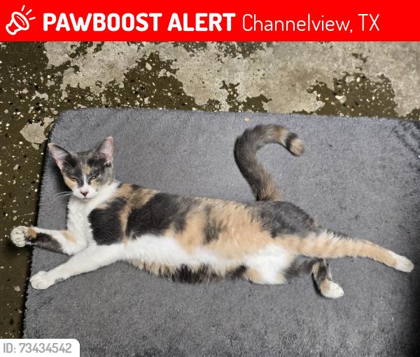Lost Female Cat last seen Might be near hamblen., Channelview, TX 77049