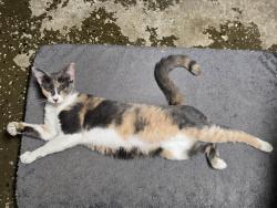Lost Female Cat last seen Might be near hamblen., Channelview, TX 77049