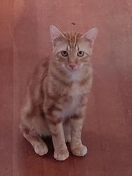 Lost Male Cat last seen By the Church on 2nd and Liberty, Aurora, OR 97002