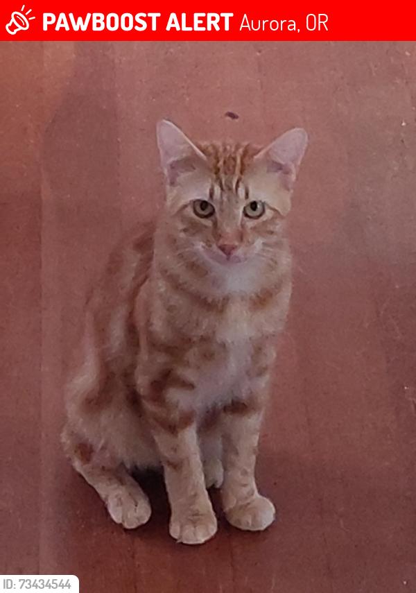 Lost Male Cat last seen By the Church on 2nd and Liberty, Aurora, OR 97002