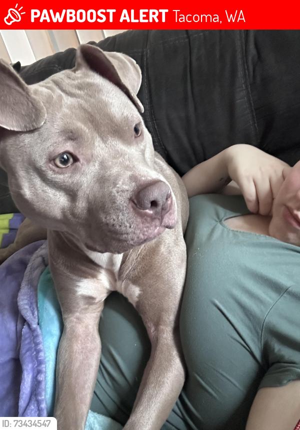 Lost Female Dog last seen 56th and fife, Tacoma, WA 98409