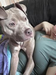 Lost Female Dog last seen 56th and fife, Tacoma, WA 98409