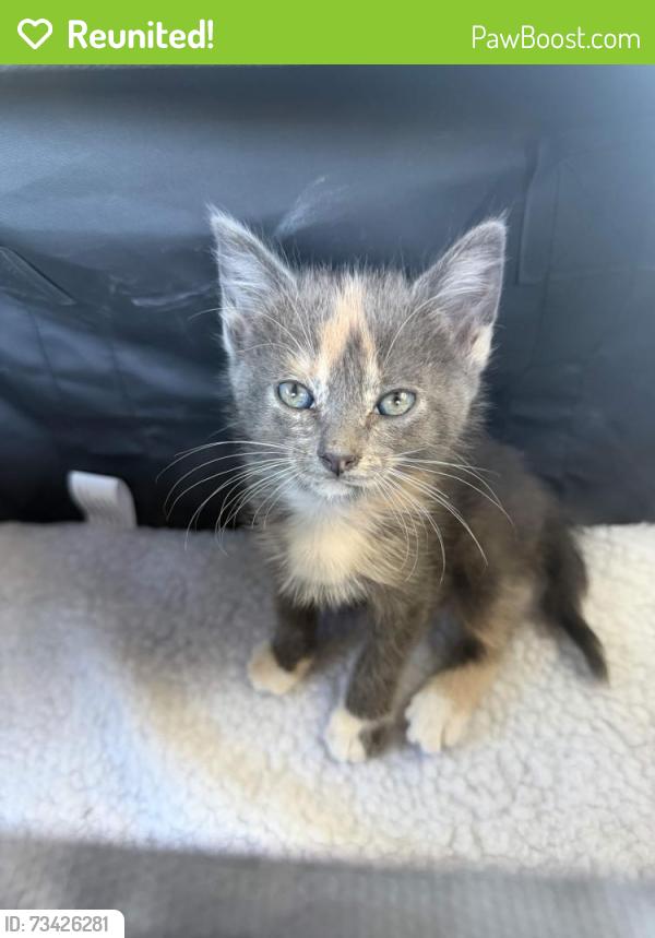 Reunited Female Cat last seen Sheridan Street, Vallejo, CA 94590