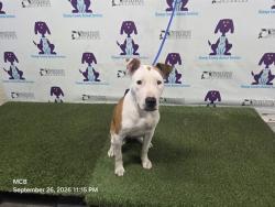 Shelter Stray Female Dog last seen , 2769 Conroy Rd, Orlando, FL 32839, USA