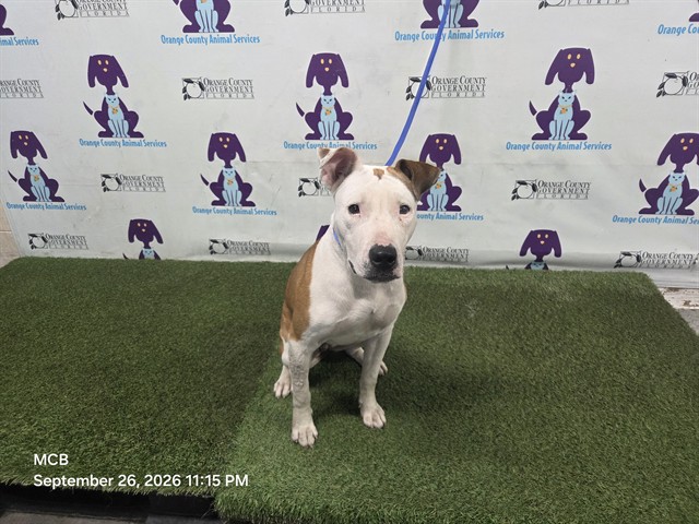 Shelter Stray Female Dog last seen , 2769 Conroy Rd, Orlando, FL 32839, USA