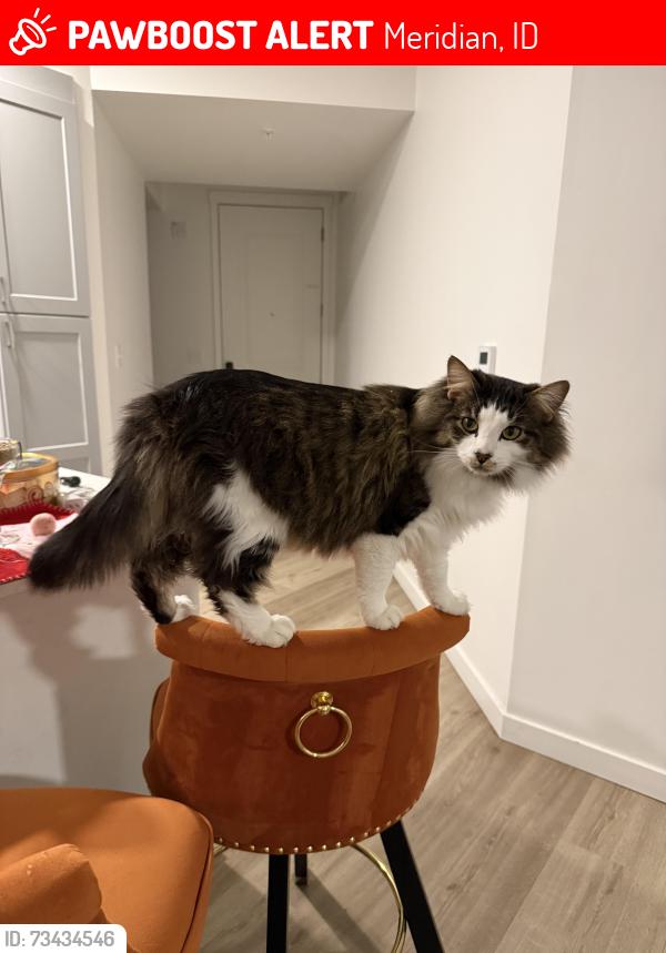 Lost Male Cat last seen Near E Overland Road, Meridian, ID 83642