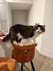 Lost Male Cat last seen Near E Overland Road, Meridian, ID 83642