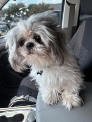 Reunited Male Dog last seen Mango st and Goya, Houston, TX 77075