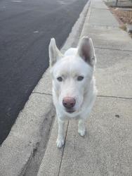 Found/Stray Male Dog last seen Catamaran cir. Willow Pass road., Pittsburg, CA 94565