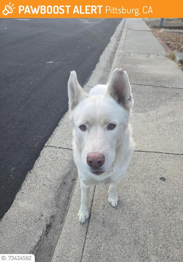 Found/Stray Male Dog last seen Catamaran cir. Willow Pass road., Pittsburg, CA 94565