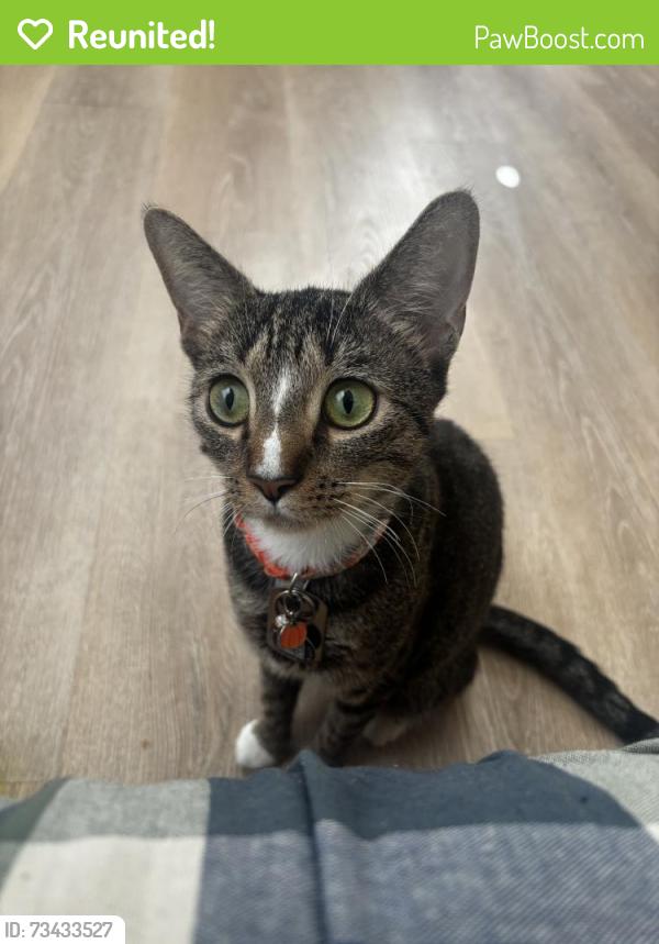 Reunited Female Cat last seen Near Walnut St, Waterbury, CT 06704, USA, Waterbury, CT 06704