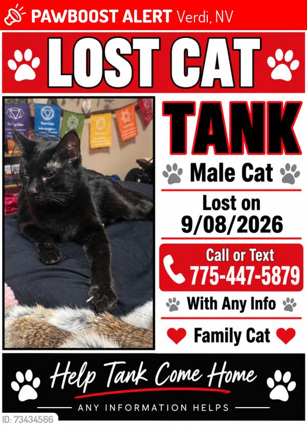 Lost Male Cat last seen Ermani and mario rd, Verdi, NV 89439