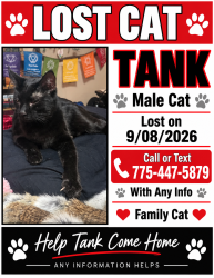 Lost Male Cat last seen Ermani and mario rd, Verdi, NV 89439