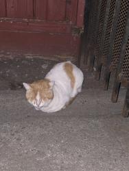Found/Stray Unknown Cat last seen Near Block of South 15th Street at the back of Southside Church of Christ, Richmond, CA 94804