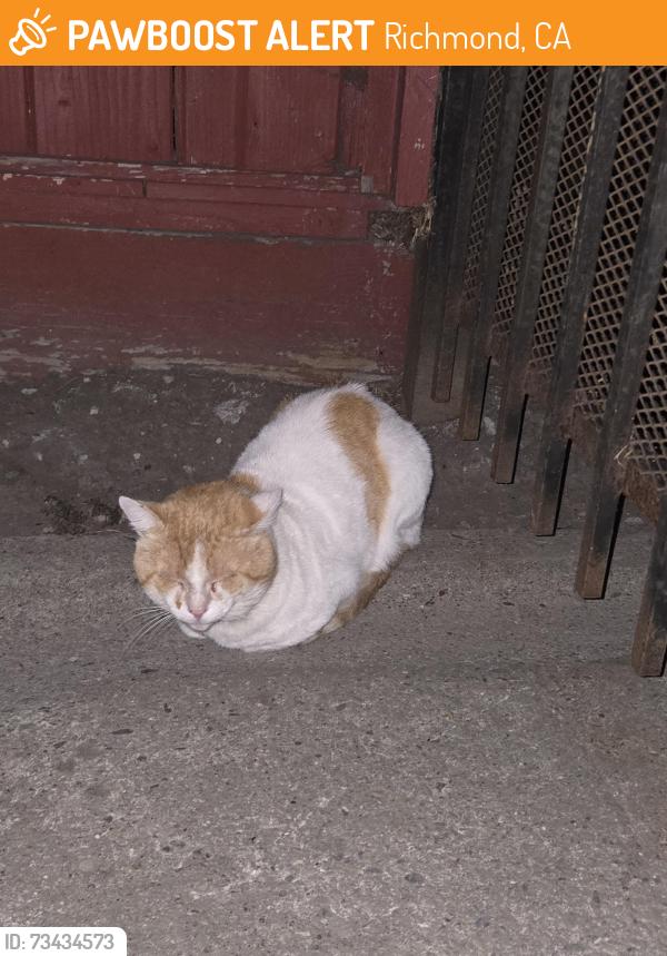 Found/Stray Unknown Cat last seen Near Block of South 15th Street at the back of Southside Church of Christ, Richmond, CA 94804