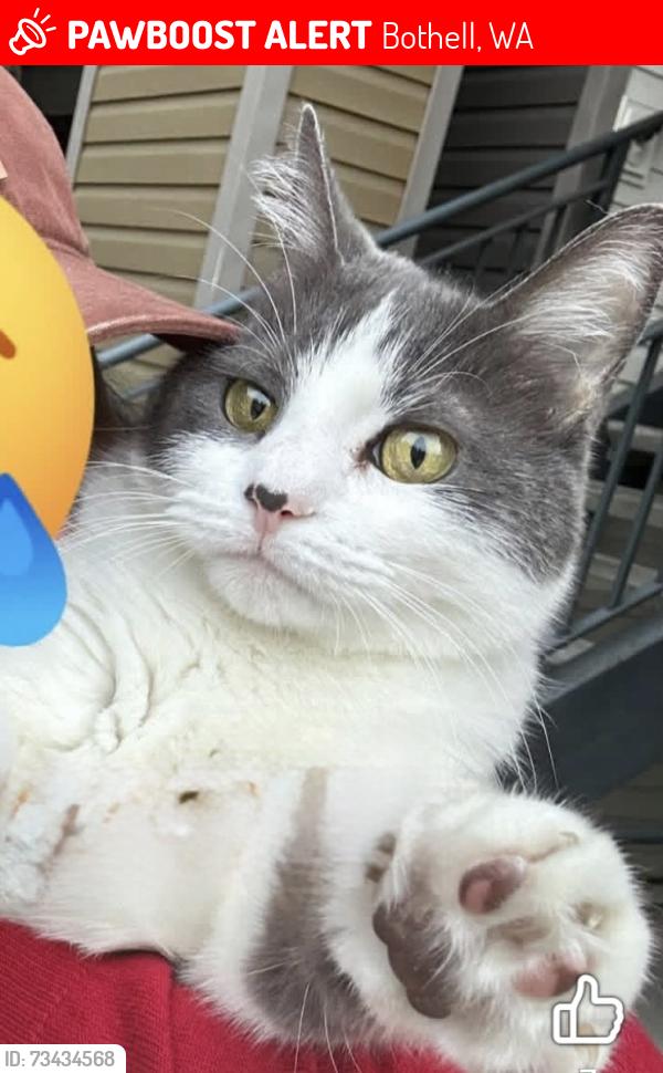 Lost Female Cat last seen Bothell Everett Hwy, Bothell, WA 98011