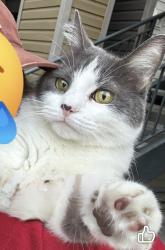 Lost Female Cat last seen Bothell Everett Hwy, Bothell, WA 98011