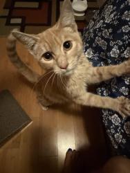 Found/Stray Male Cat last seen 35th ave and buckeye, Phoenix, AZ 85029