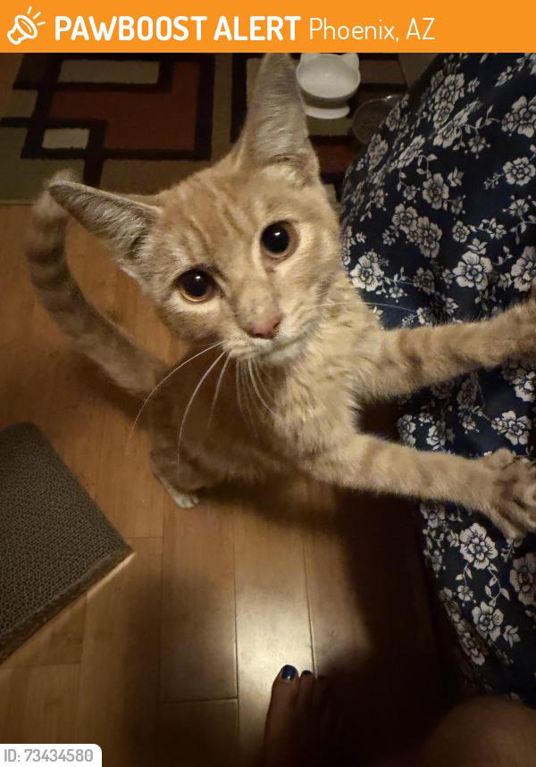 Found/Stray Male Cat last seen 35th ave and buckeye, Phoenix, AZ 85029