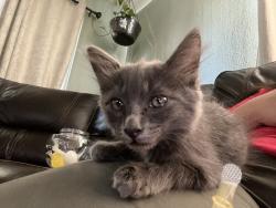 Lost Male Cat last seen La Cubre dr., Victorville, CA 92395