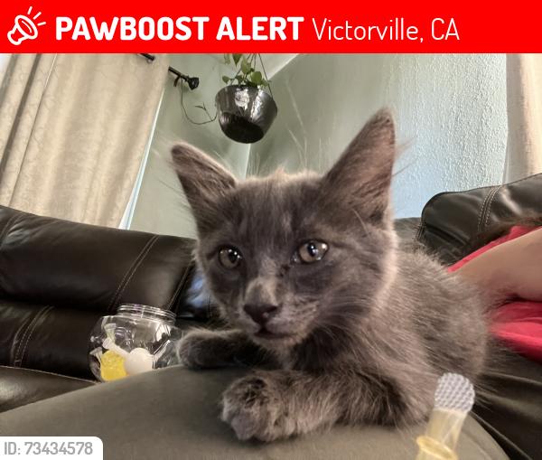 Lost Male Cat last seen La Cubre dr., Victorville, CA 92395