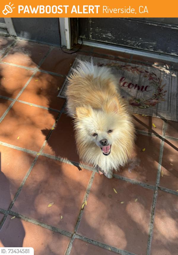 Found/Stray Male Dog last seen Pierce, Riverside, CA 92505