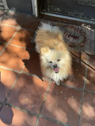 Found/Stray Male Dog last seen Pierce, Riverside, CA 92505