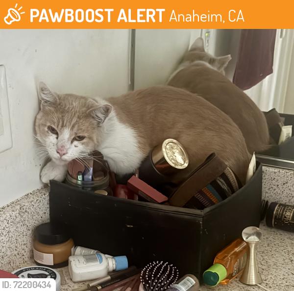Found/Stray Male Cat last seen MacArthur and Harbor, Anaheim, CA 92805