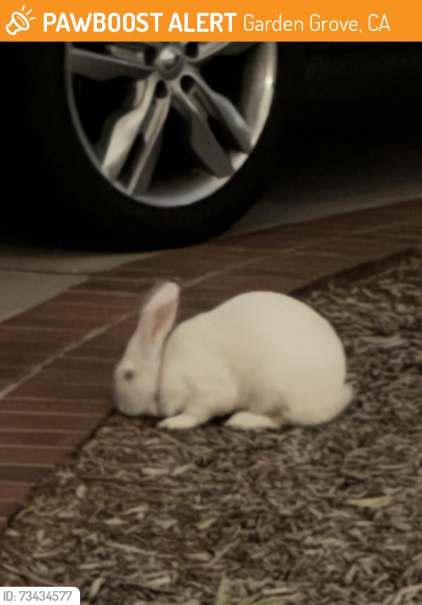 Found/Stray Unknown Rabbit last seen In front yard of hse, was late at night, Garden Grove, CA 92844