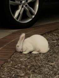 Found/Stray Unknown Rabbit last seen In front yard of hse, was late at night, Garden Grove, CA 92844