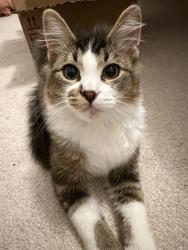 Found/Stray Unknown Cat last seen Payne Road, Lexington, NC 27295