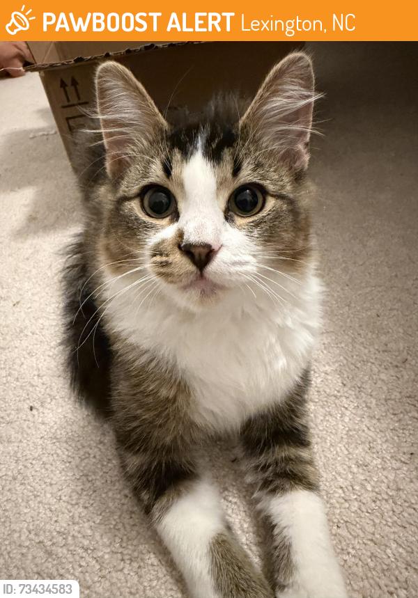 Found/Stray Unknown Cat last seen Payne Road, Lexington, NC 27295
