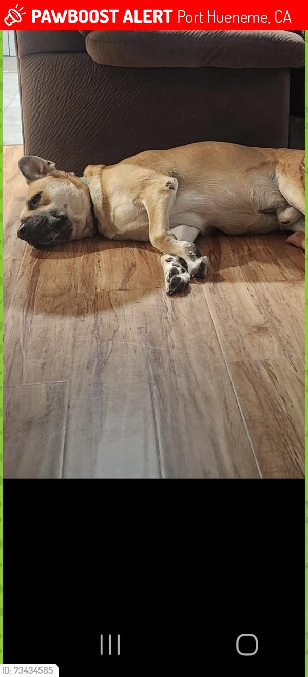 Lost Male Dog last seen Teakwood & J Street, Port Hueneme, CA 93041