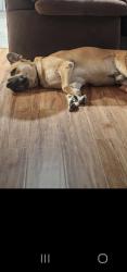 Lost Male Dog last seen Teakwood & J Street, Port Hueneme, CA 93041
