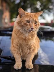 Lost Male Cat last seen E Cumberland & Tilton, Philadelphia, PA 19134