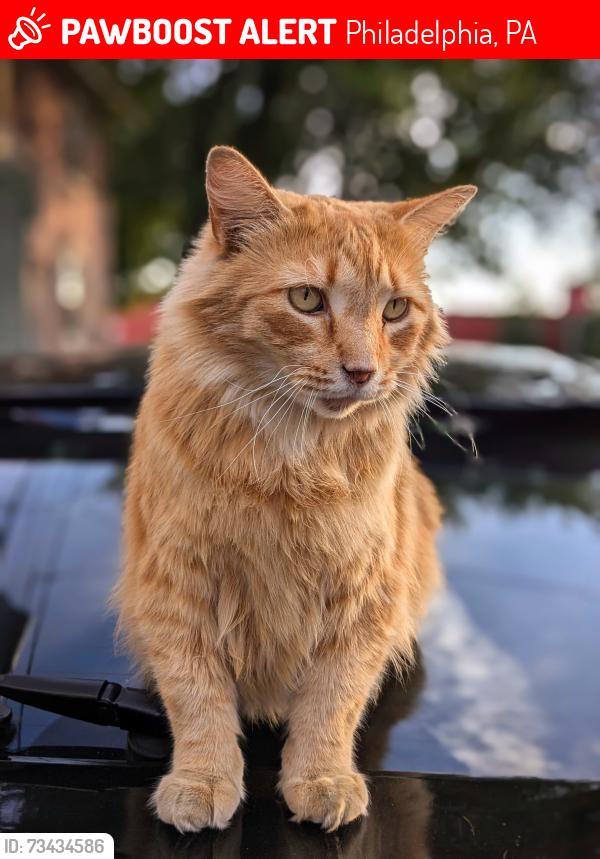Lost Male Cat last seen E Cumberland & Tilton, Philadelphia, PA 19134