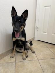 Found/Stray Female Dog last seen Everman / kennedale, Fort Worth, TX 76140