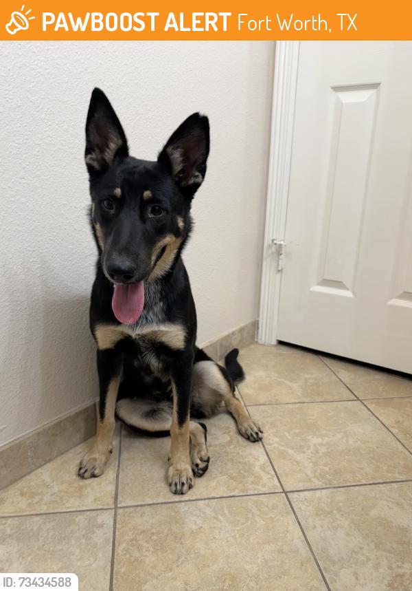 Found/Stray Female Dog last seen Everman / kennedale, Fort Worth, TX 76140