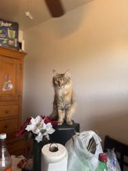 Lost Female Cat last seen Eastern and bonanza Rd, Las Vegas, NV 89101