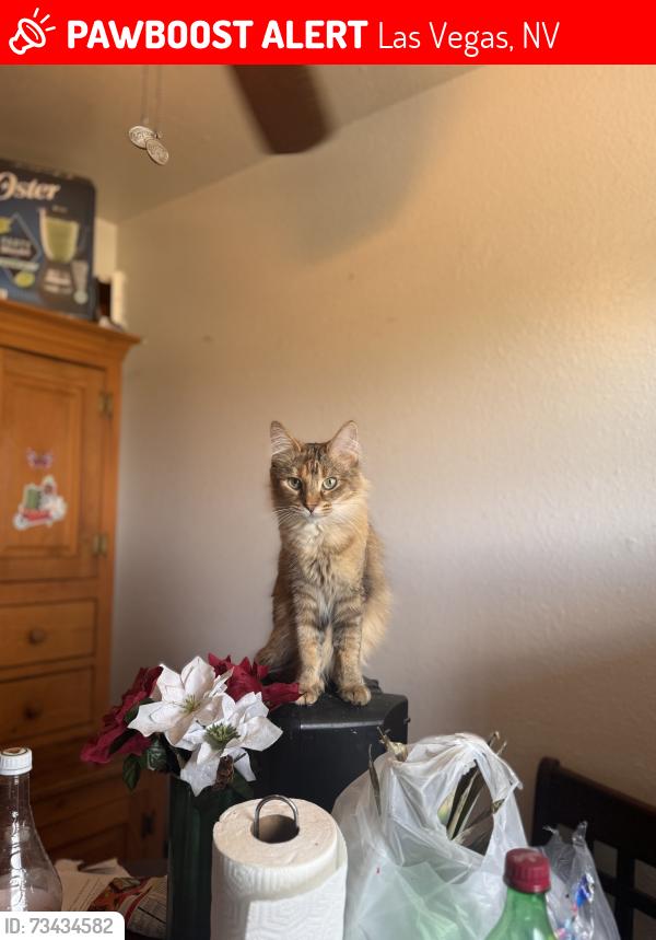 Lost Female Cat last seen Eastern and bonanza Rd, Las Vegas, NV 89101