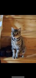 Lost Female Cat last seen Stonegate/ Canyon Gate, Houston, TX 77095