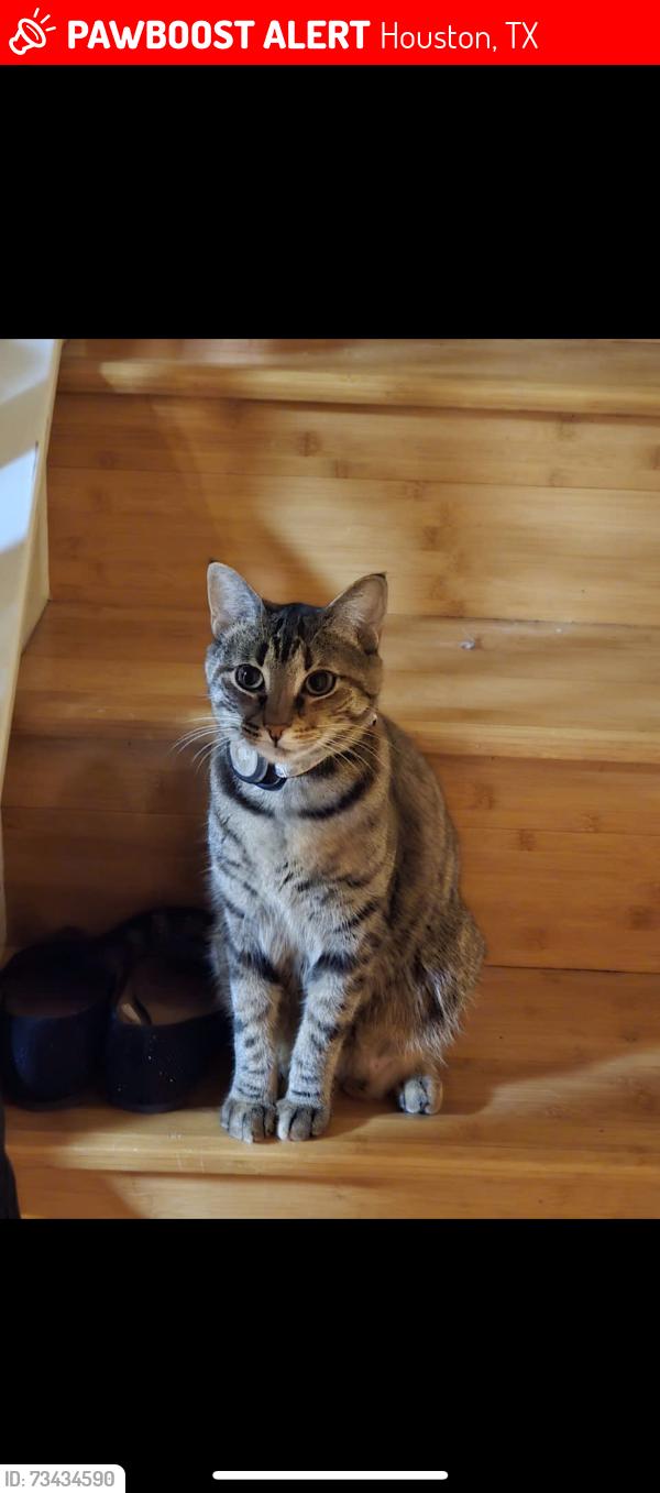 Lost Female Cat last seen Stonegate/ Canyon Gate, Houston, TX 77095