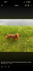 Lost Male Dog last seen Francis rd and Putnam rd, Genesee County, NY 14005