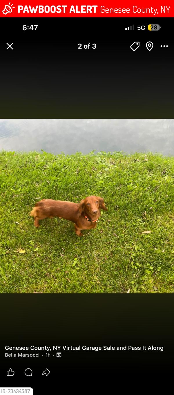 Lost Male Dog last seen Francis rd and Putnam rd, Genesee County, NY 14005