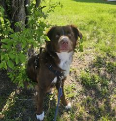 Reunited Male Dog last seen Near adrian st new Carrollton, New Carrollton, MD 20784