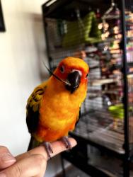 Lost Male Bird last seen San Carlos, San Carlos, CA 94070