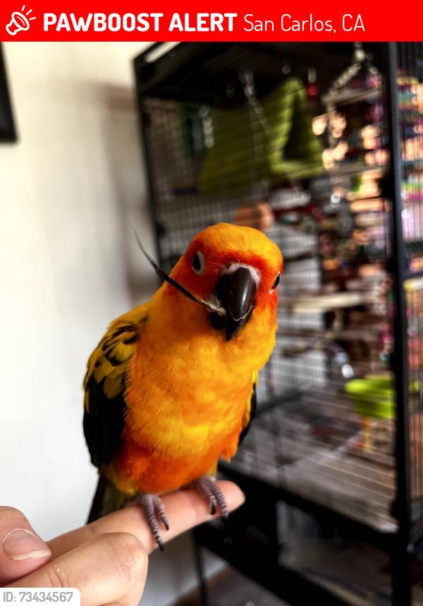 Lost Male Bird last seen San Carlos, San Carlos, CA 94070