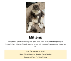 Lost Female Cat last seen Silver Moon Lane & Diamondhead Lane, Rancho Palos Verdes, CA 90275