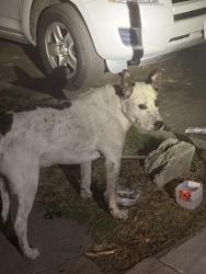 Found/Stray Male Dog last seen Figueroa St, Los Angeles, CA 90044