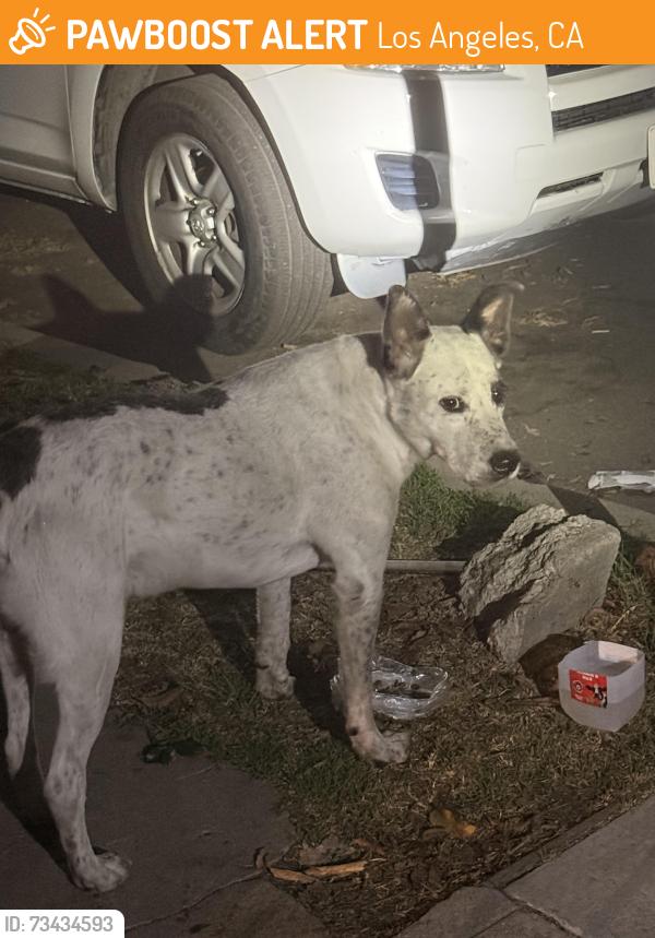 Found/Stray Male Dog last seen Figueroa St, Los Angeles, CA 90044